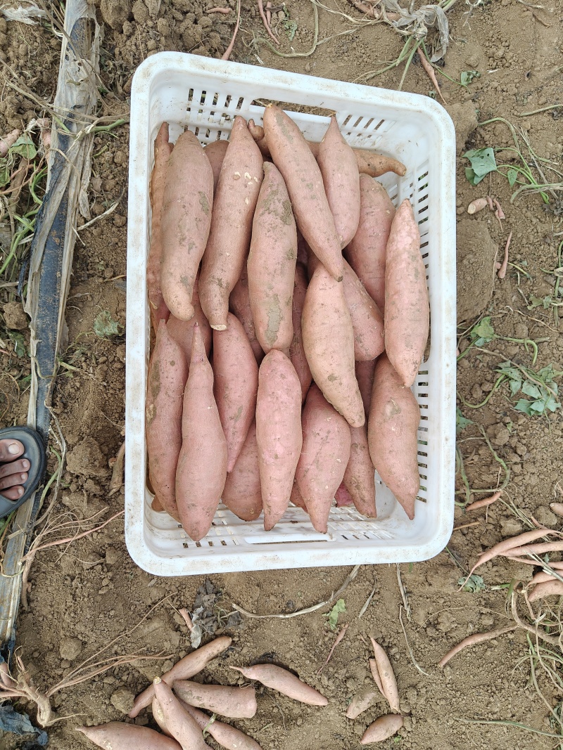 龙薯9，烟薯25，西瓜红，白哈蜜。