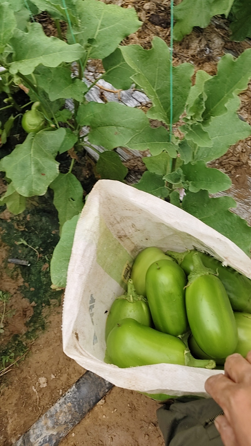 精品青茄大量上市中
