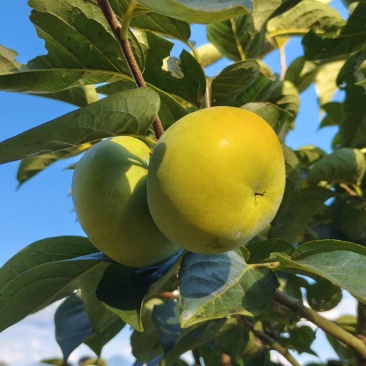 太秋甜柿脆柿基地