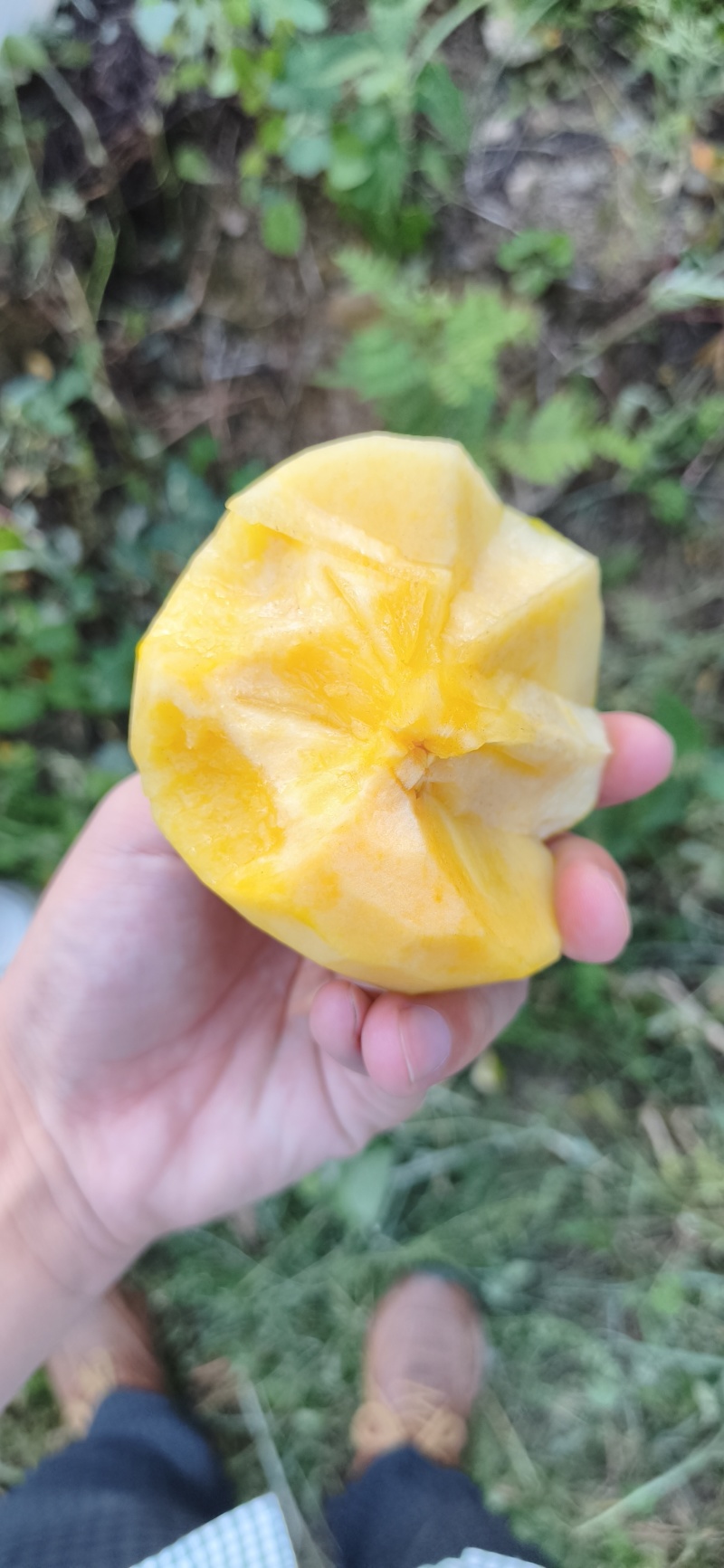 太秋甜柿脆柿基地