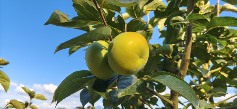 太秋甜柿脆柿基地