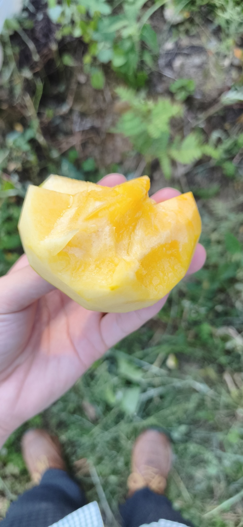 太秋甜柿脆柿基地