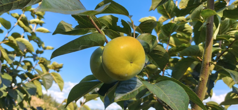 太秋甜柿脆柿基地