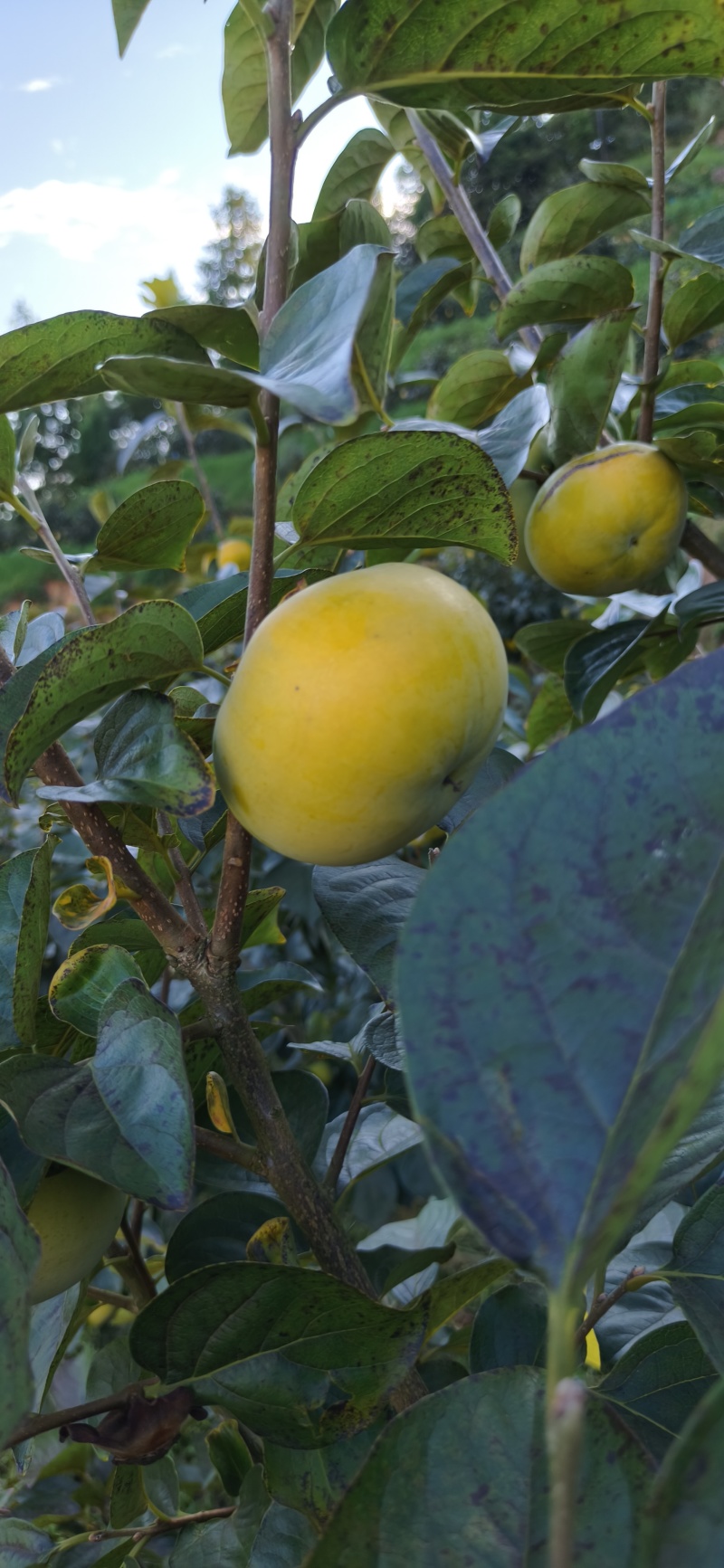 太秋甜柿脆柿基地