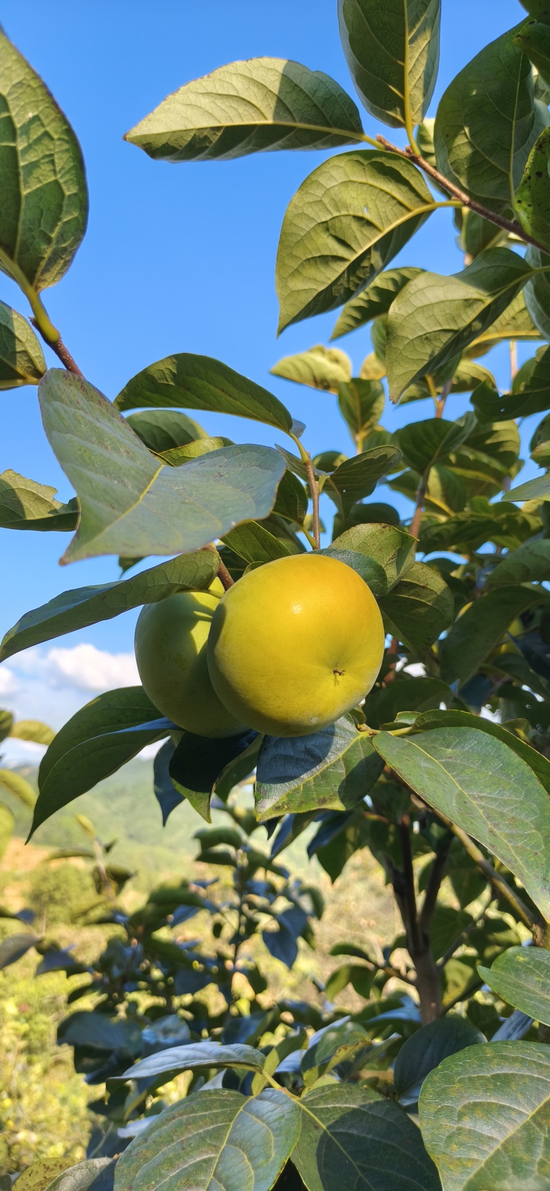 太秋甜柿脆柿基地