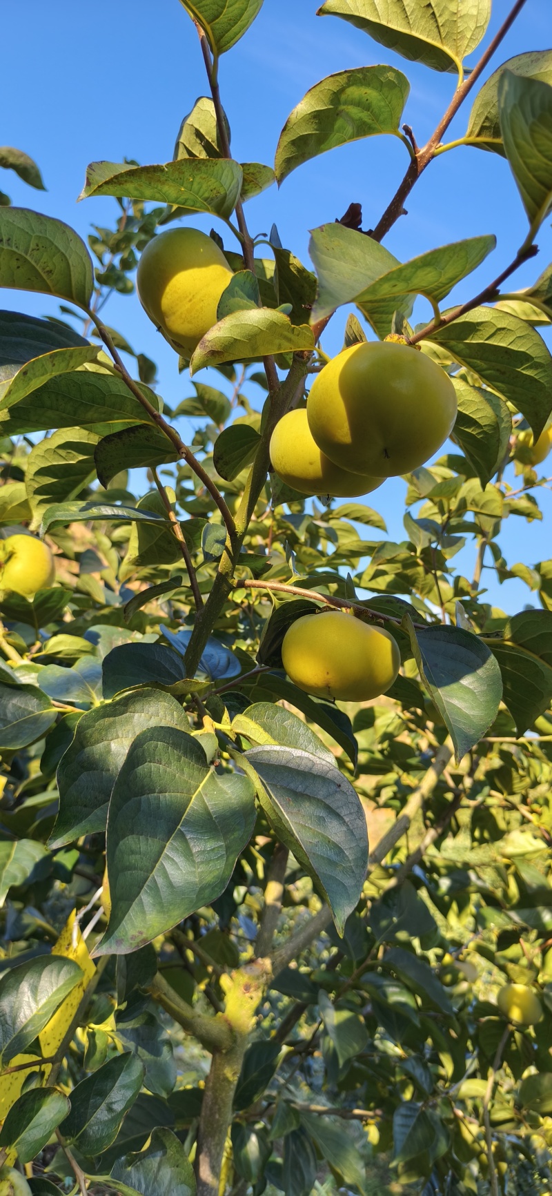 太秋甜柿脆柿基地