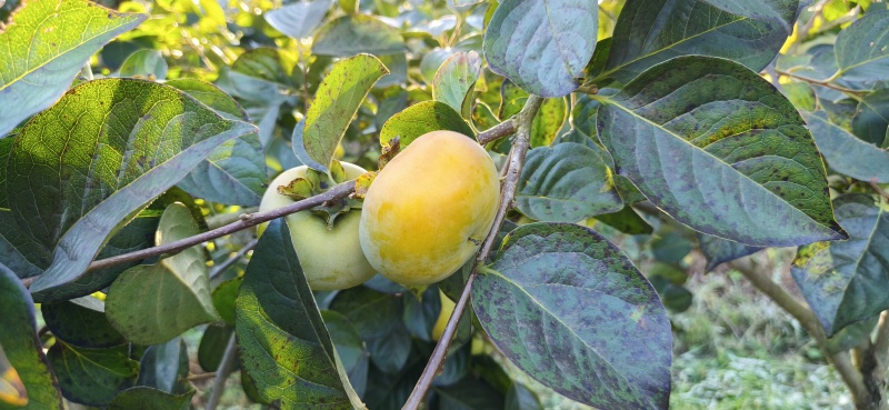 太秋甜柿脆柿基地