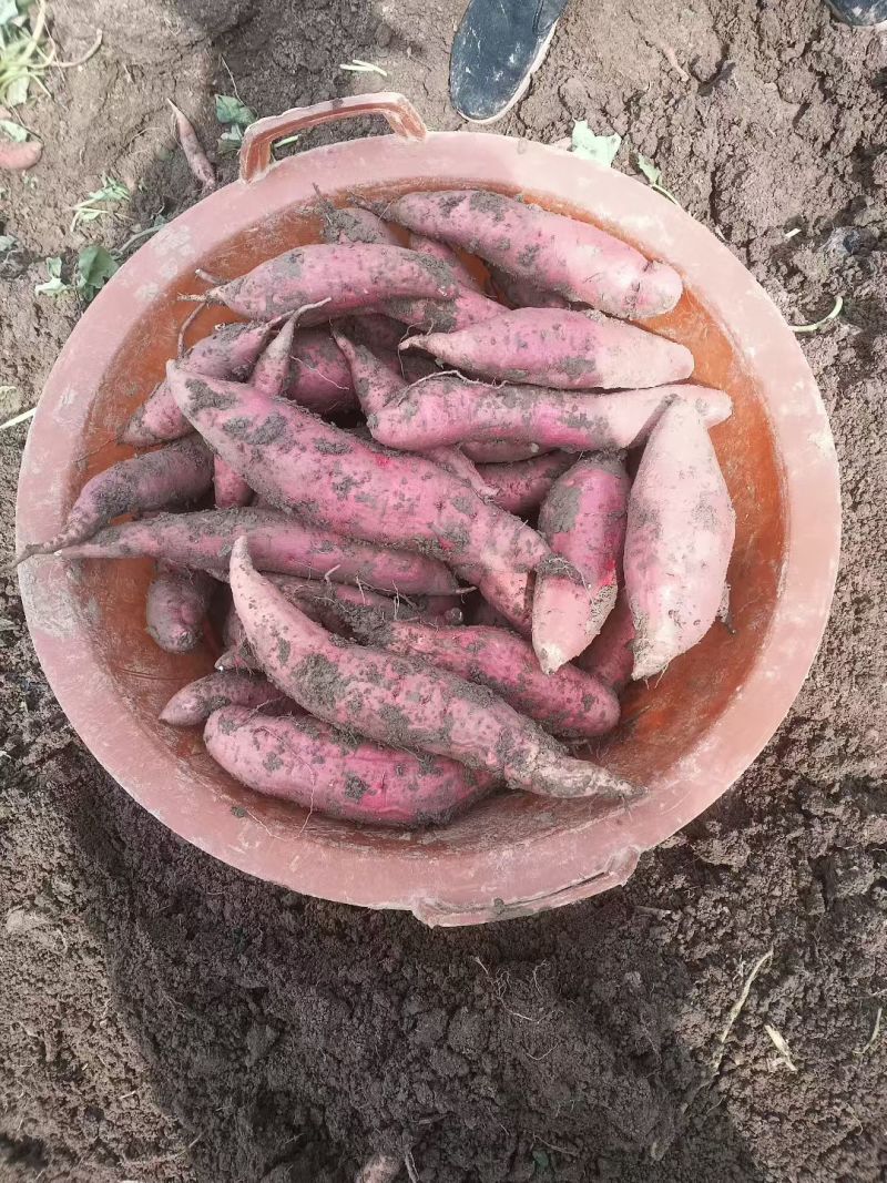 玉田西瓜红红薯