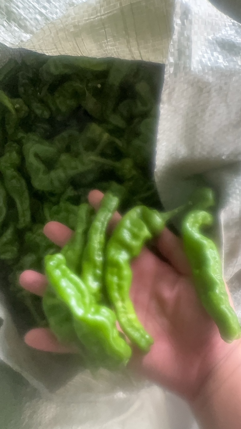 优质小邹皮椒产地直销一手货源诚信经营保证质量