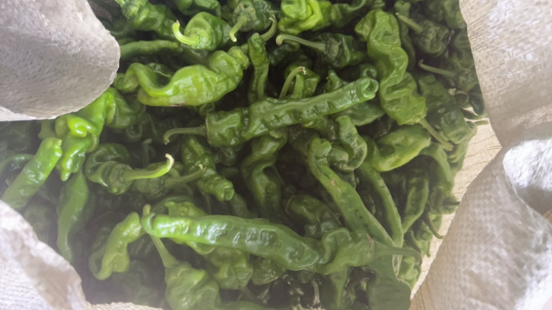 优质小邹皮椒产地直销一手货源诚信经营保证质量