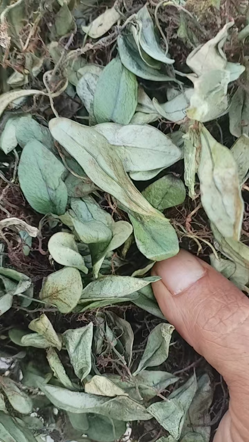 抱石莲精品阴干货