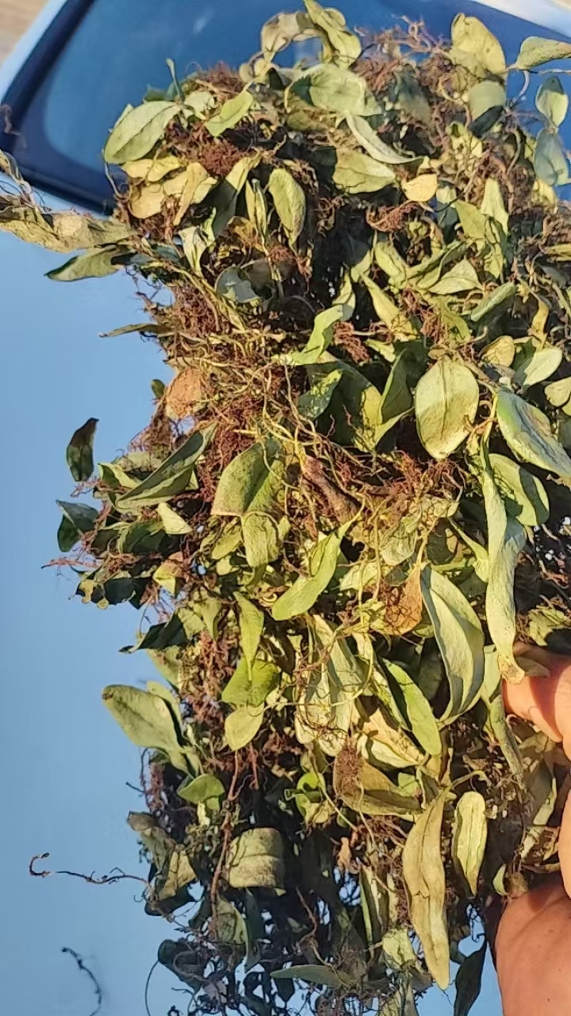 抱石莲精品阴干货