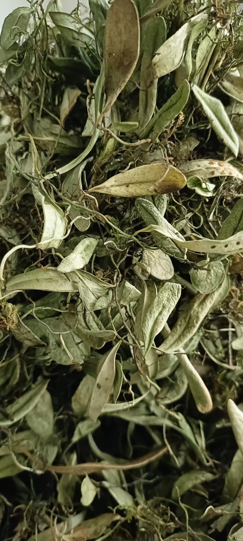 抱石莲精品阴干货