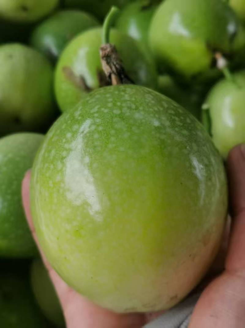 钦蜜9号百香果