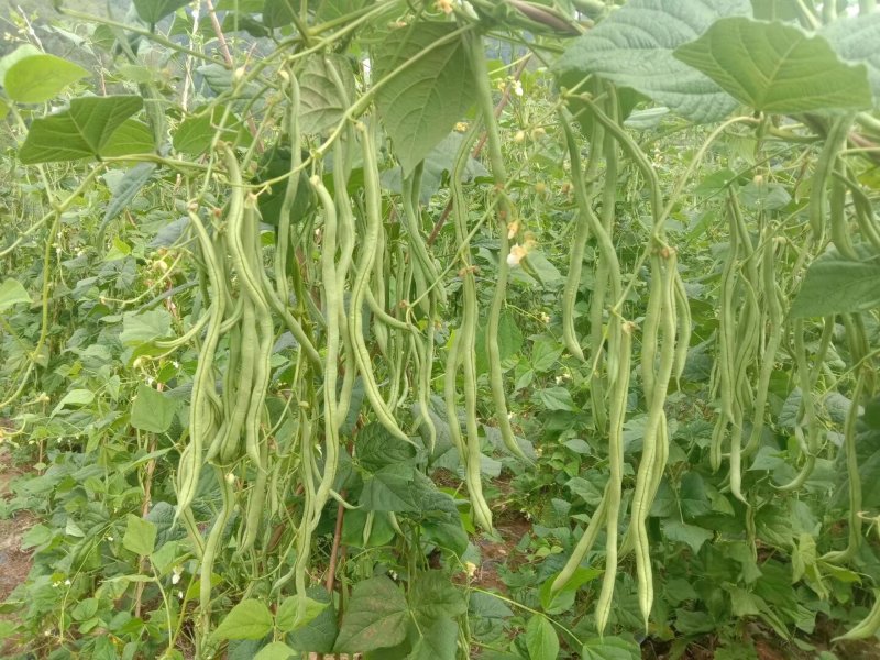 精品豆王