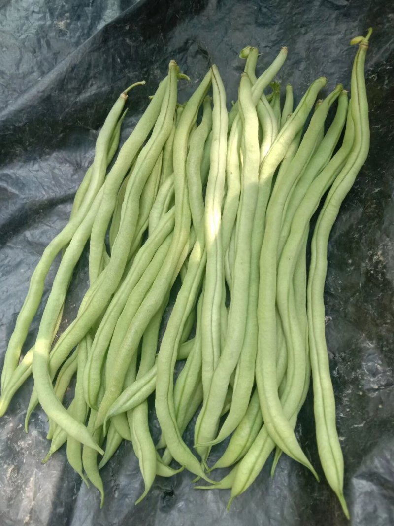 精品豆王