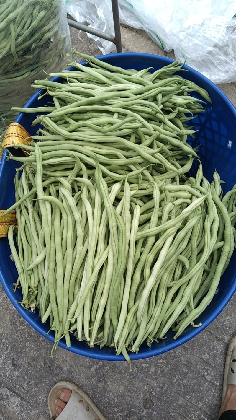 精品豆王