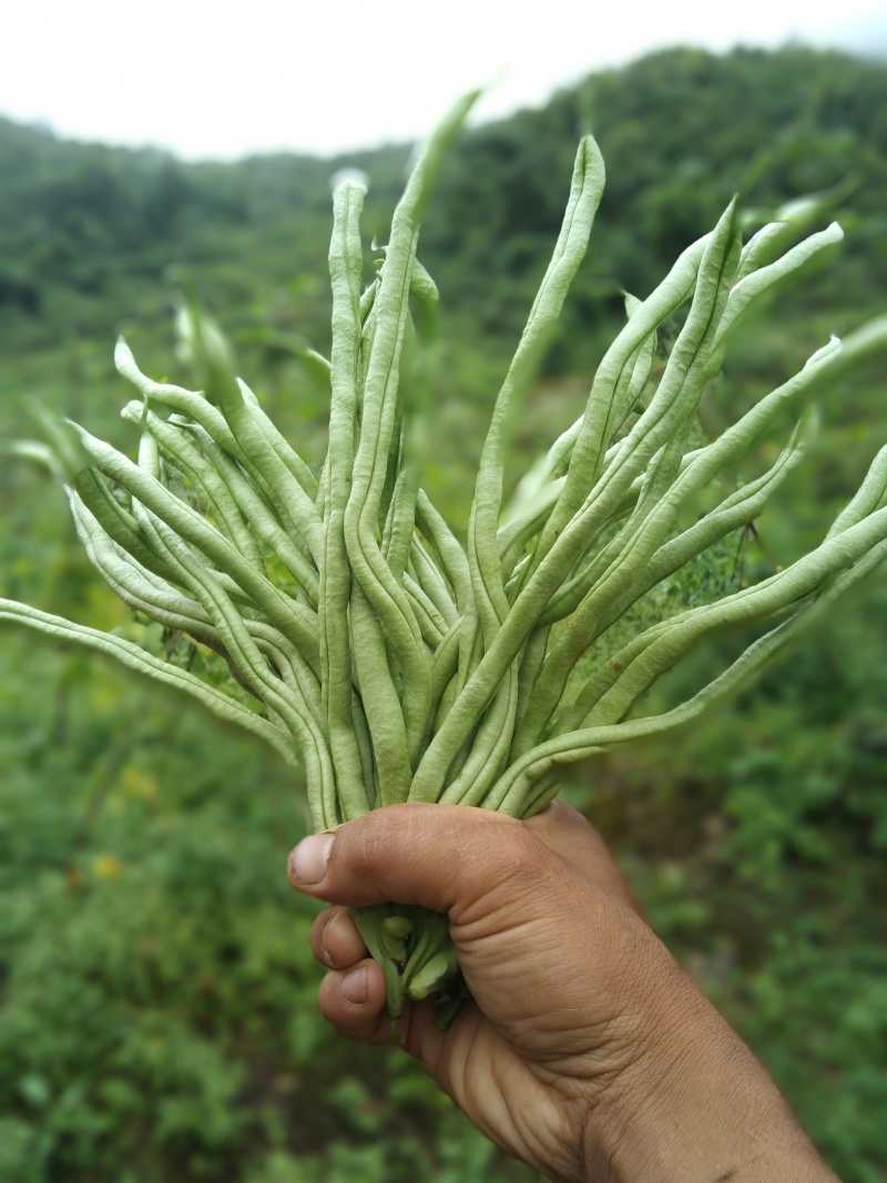 精品豆王