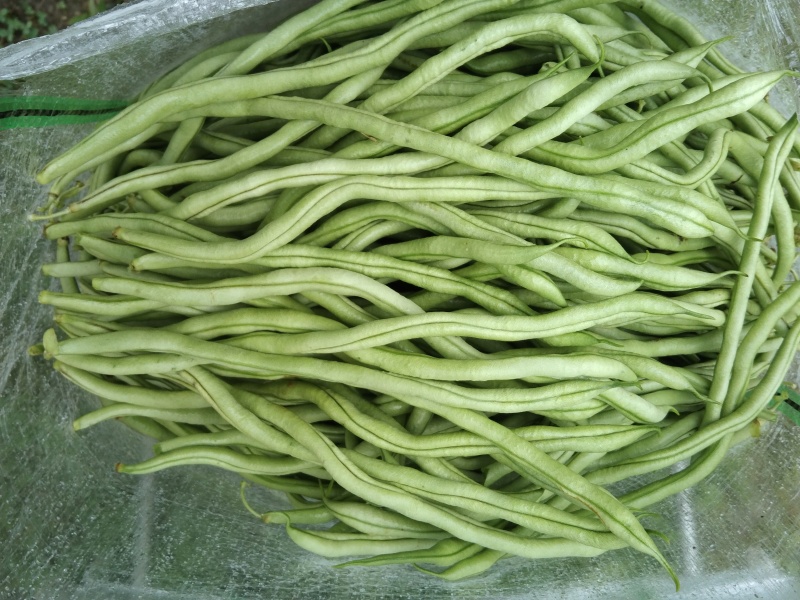 精品豆王