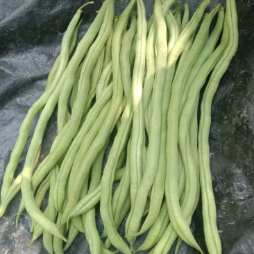 精品豆王