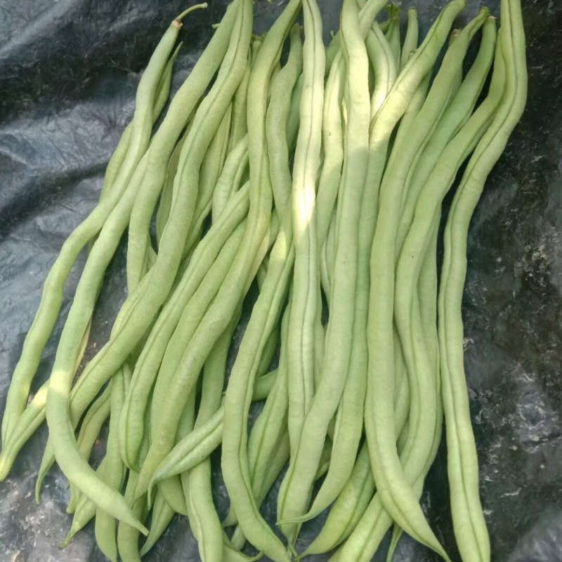 精品豆王