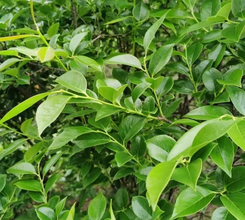 乌饭树