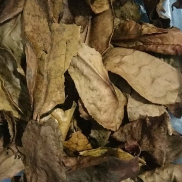 茶叶牙，茶老叶