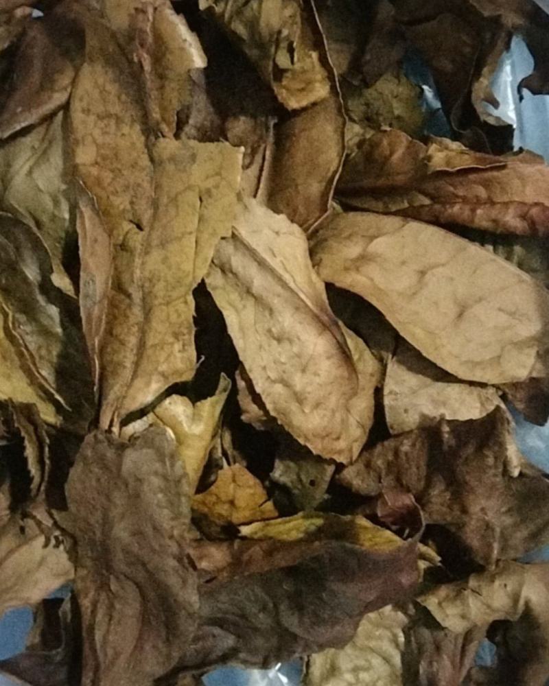 茶叶牙，茶老叶