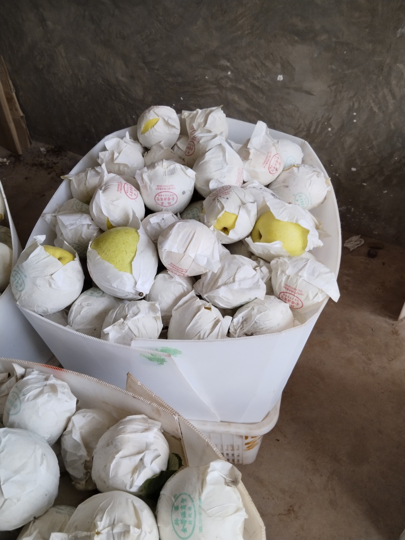 自家金花梨大量上市
