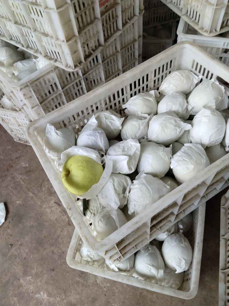 自家金花梨大量上市