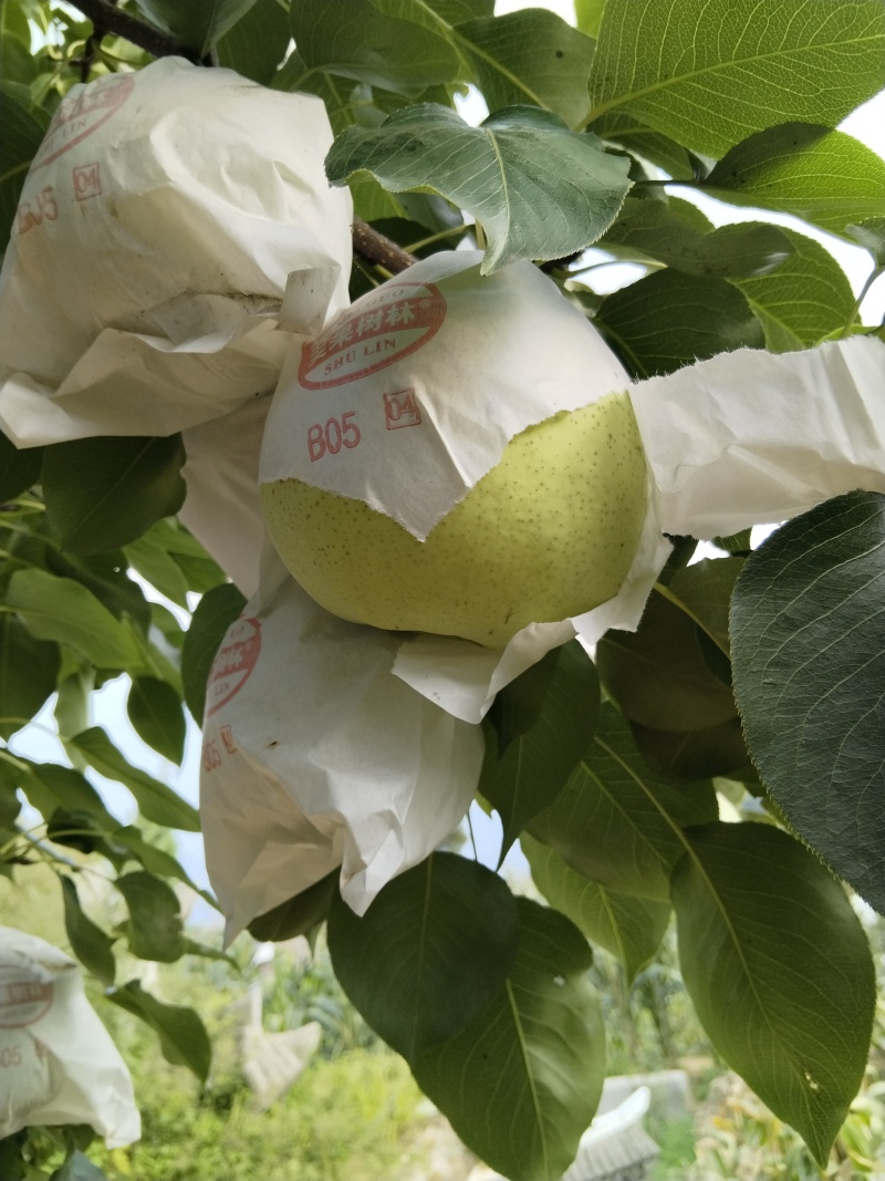 自家金花梨大量上市