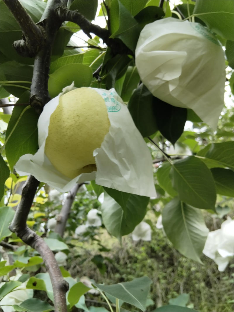 自家金花梨大量上市