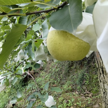 自家金花梨大量上市