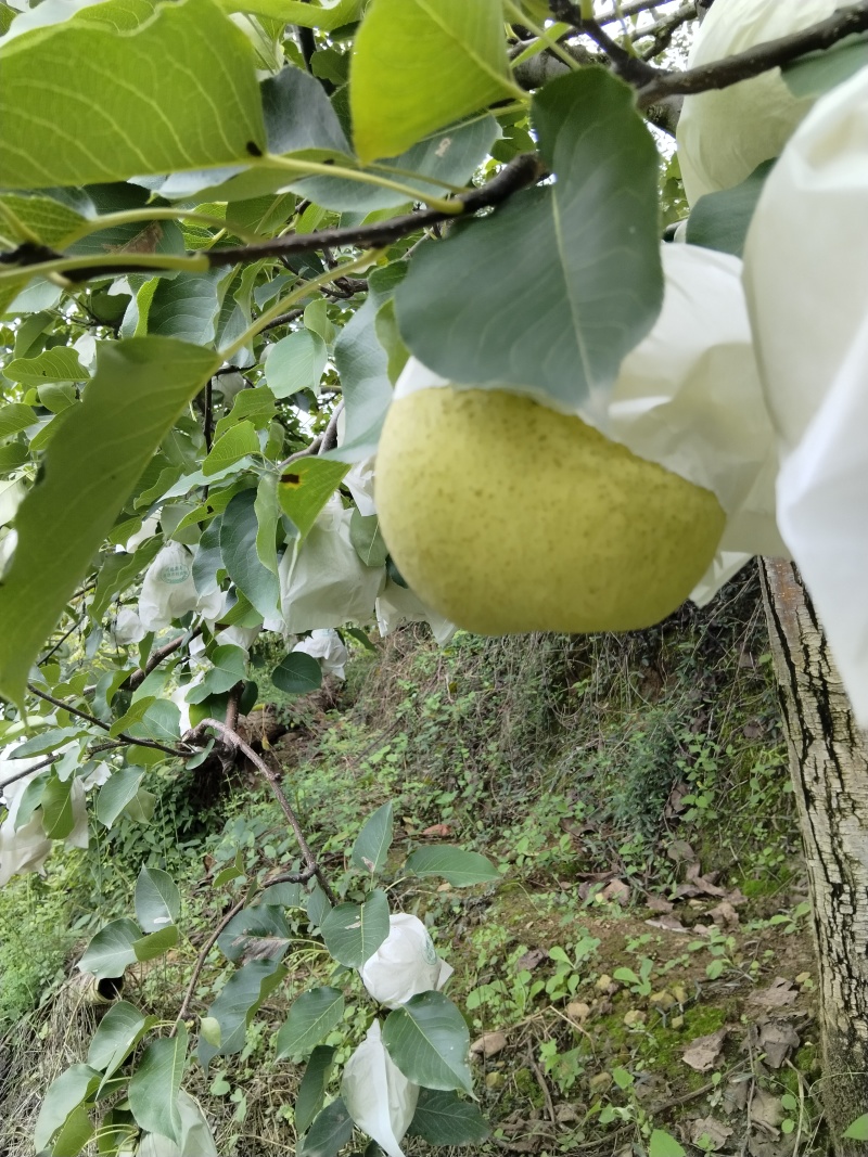 自家金花梨大量上市