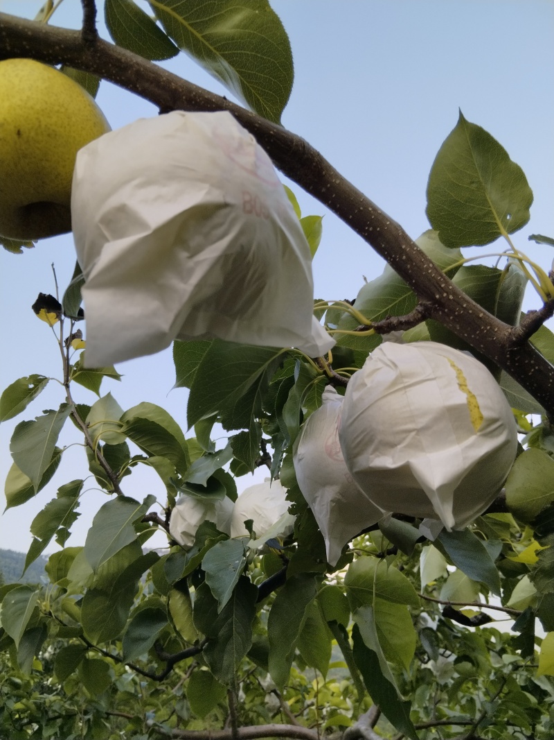 自家金花梨大量上市
