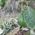 哈斯牛油果无黑丝烂头空心品质牛油果品质