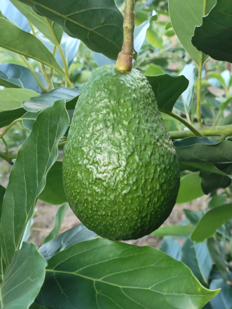 云南孟连县哈斯牛油果自家种植了十多亩果农没有中间商赚差价