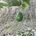 云南孟连县哈斯牛油果自家种植了十多亩果农没有中间商赚差价