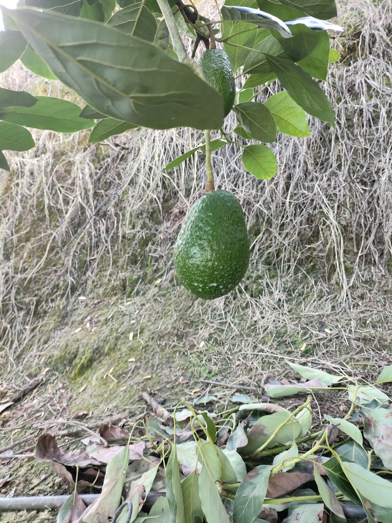 云南孟连县哈斯牛油果自家种植了十多亩果农没有中间商赚差价