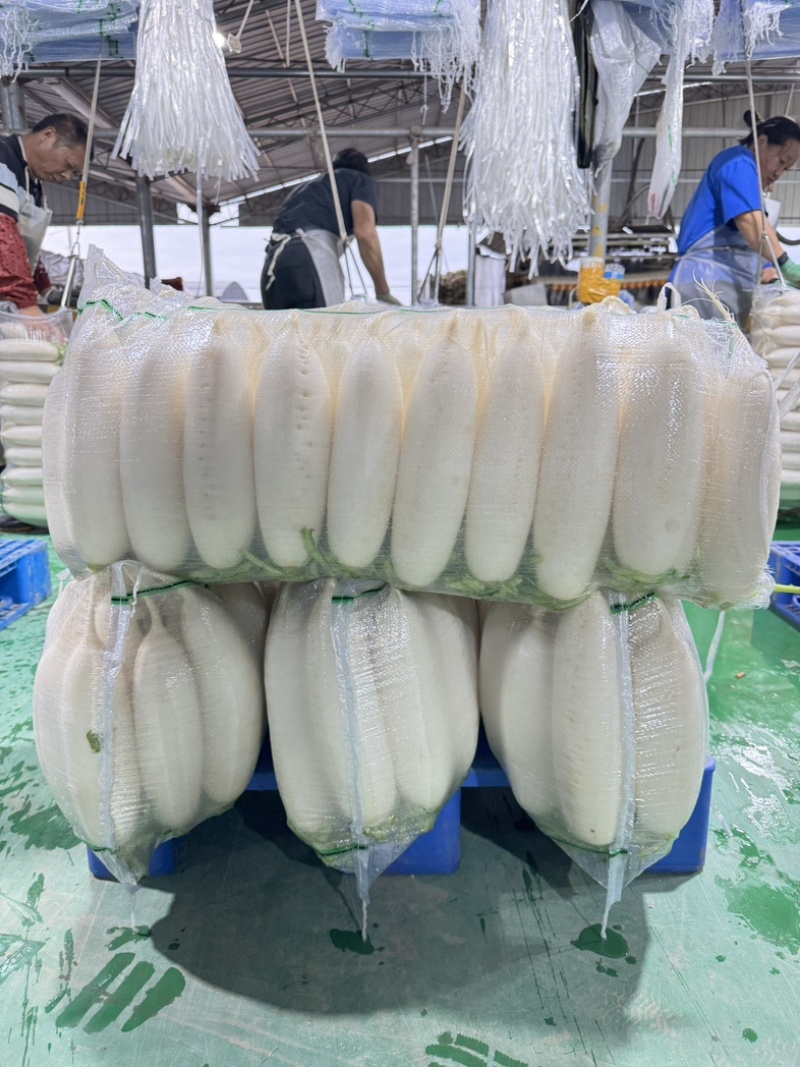 优质白萝卜，万亩基地直供，一手货源充足