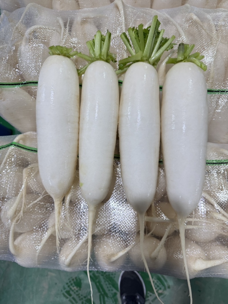 优质白萝卜，万亩基地直供，一手货源充足