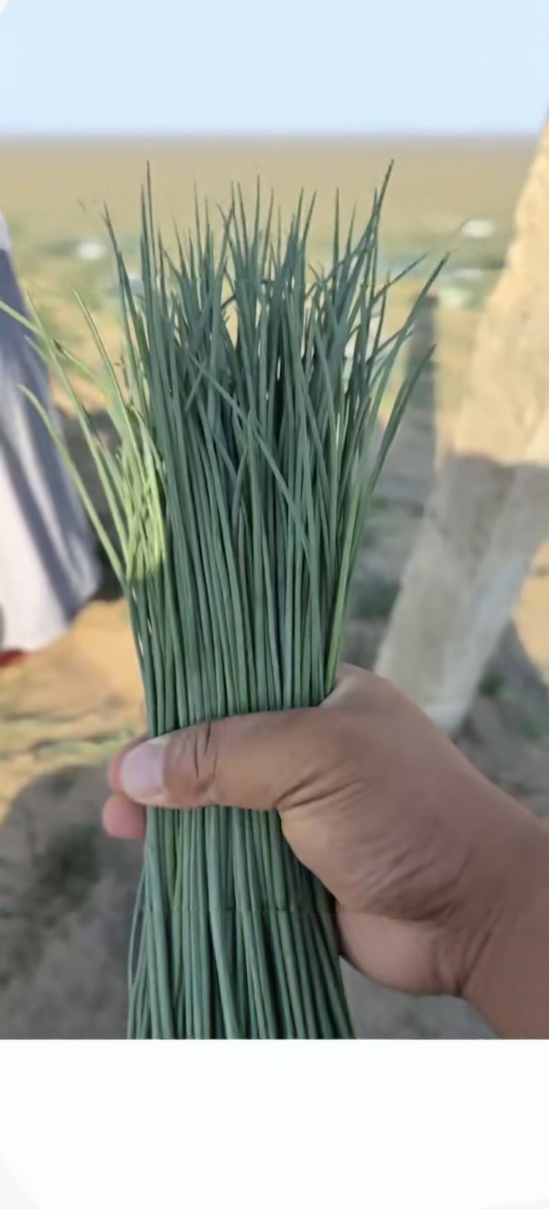 沙葱，全国发货，欢迎联系，价格可以谈，量大优惠