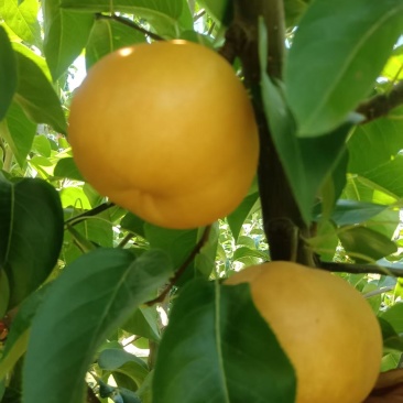 农户秋月梨