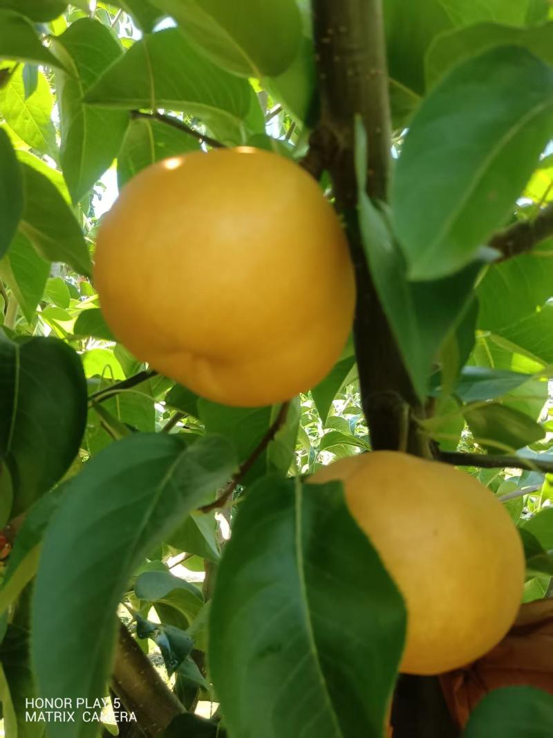 农户秋月梨