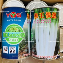 豫艺拳王快葱种子葱白长山东大葱种子葱叶墨绿长白葱种子耐寒