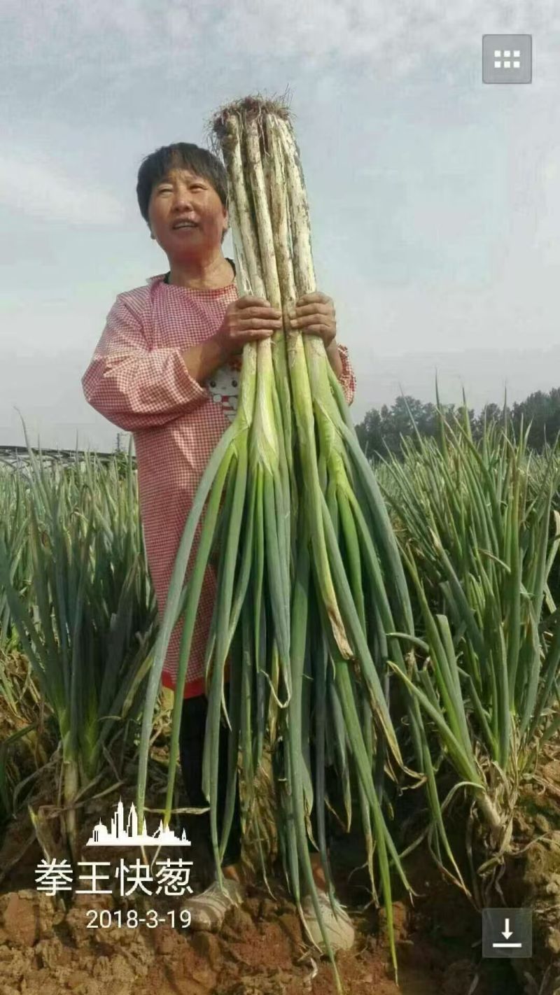 豫艺拳王快葱种子葱白长山东大葱种子葱叶墨绿长白葱种子耐寒