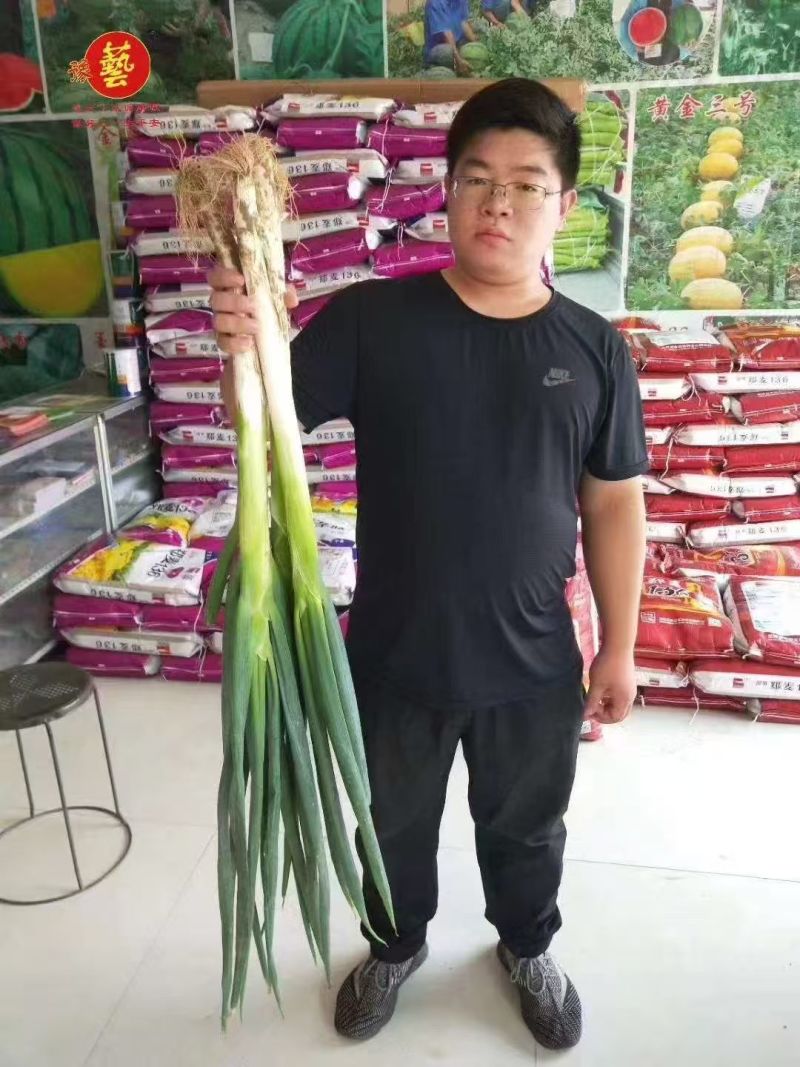 豫艺拳王快葱种子葱白长山东大葱种子葱叶墨绿长白葱种子耐寒