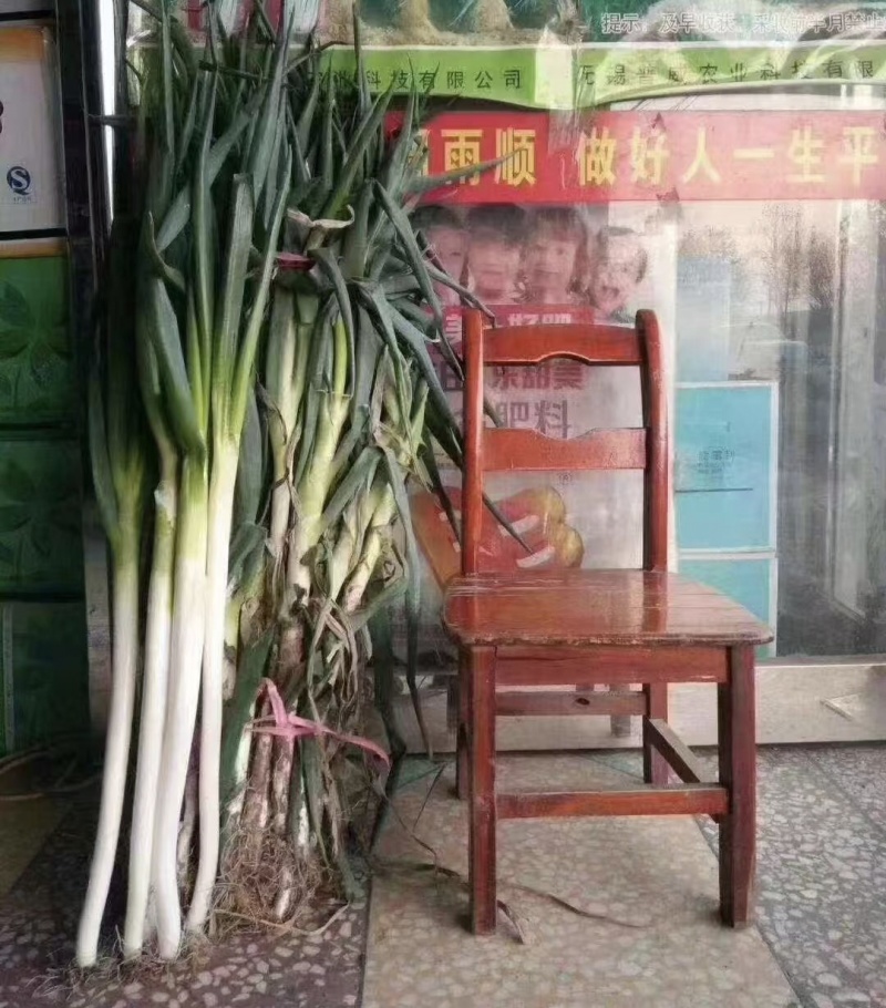 豫艺拳王快葱种子葱白长山东大葱种子葱叶墨绿长白葱种子耐寒