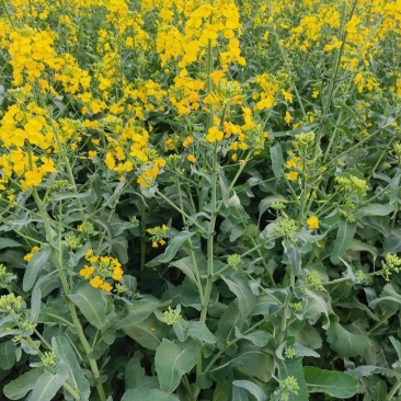 黄金油1号油菜籽种子早熟高产抗倒伏黄籽冬油菜种籽
