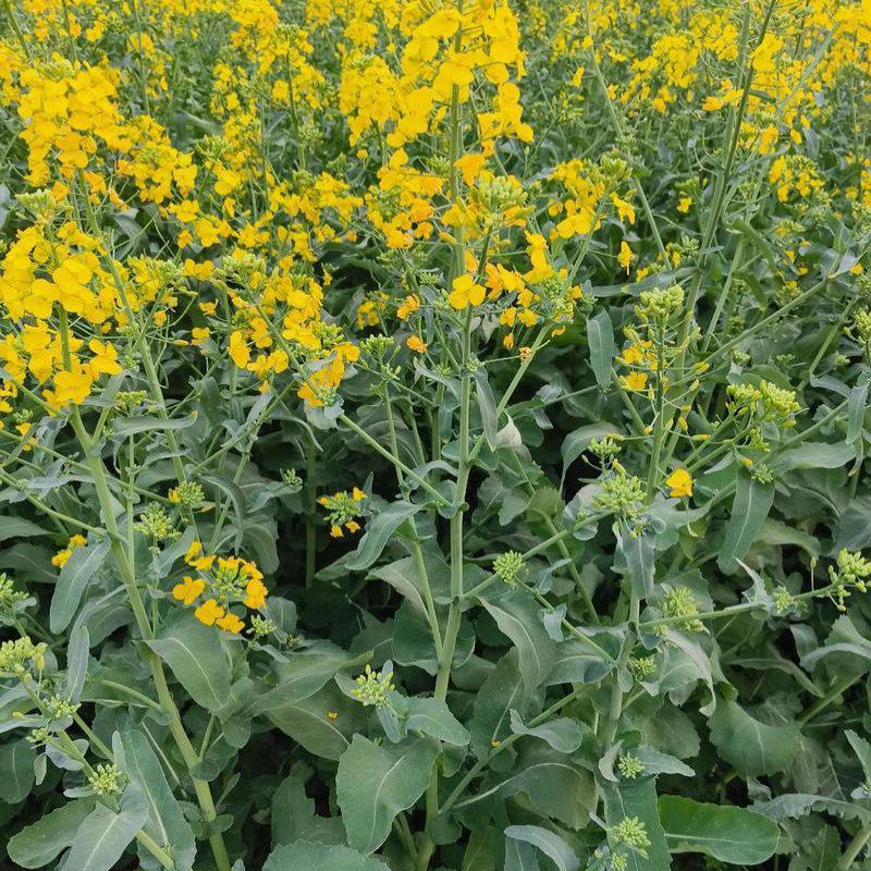黄金油1号油菜籽种子早熟高产抗倒伏黄籽冬油菜种籽